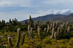 Investigación y turismo: Claves para el desarrollo del Parque Natural El Cardón 