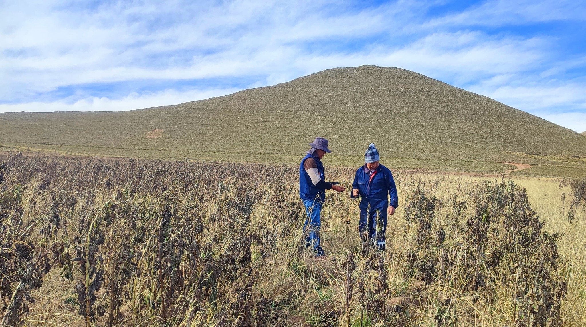 El campo no rinde: El Cambio Climático amenaza la seguridad alimentaria en la zona alta de Tarija